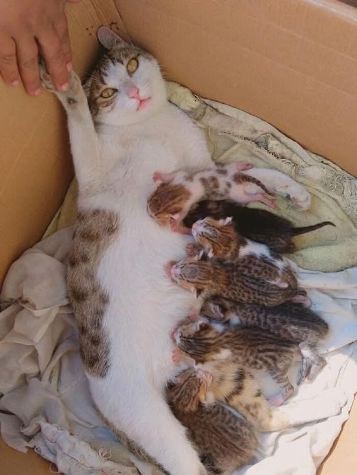 139 Adorable And Wholesome Cat Pics And Stories