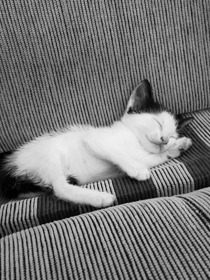 139 Adorable And Wholesome Cat Pics And Stories