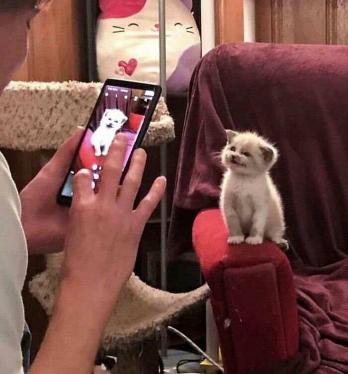 139 Adorable And Wholesome Cat Pics And Stories