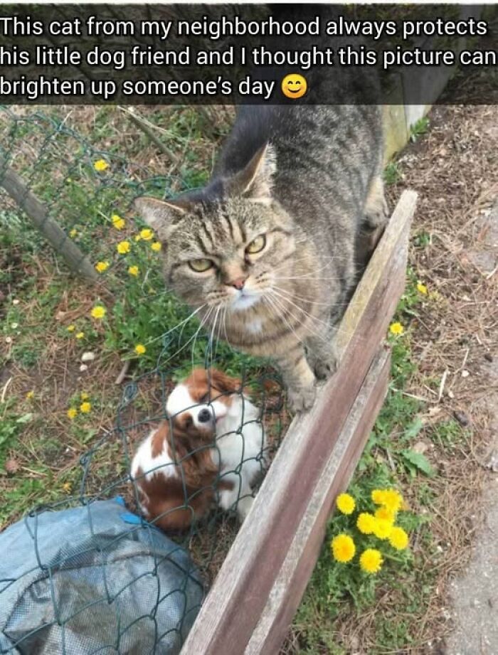 139 Adorable And Wholesome Cat Pics And Stories