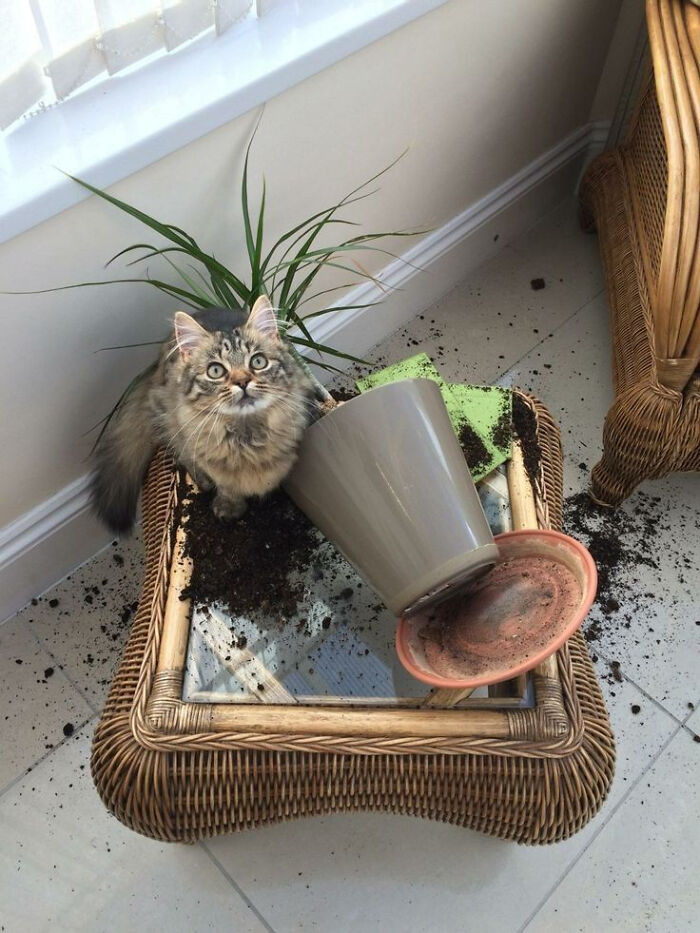 139 Adorable And Wholesome Cat Pics And Stories