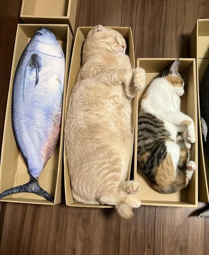139 Adorable And Wholesome Cat Pics And Stories
