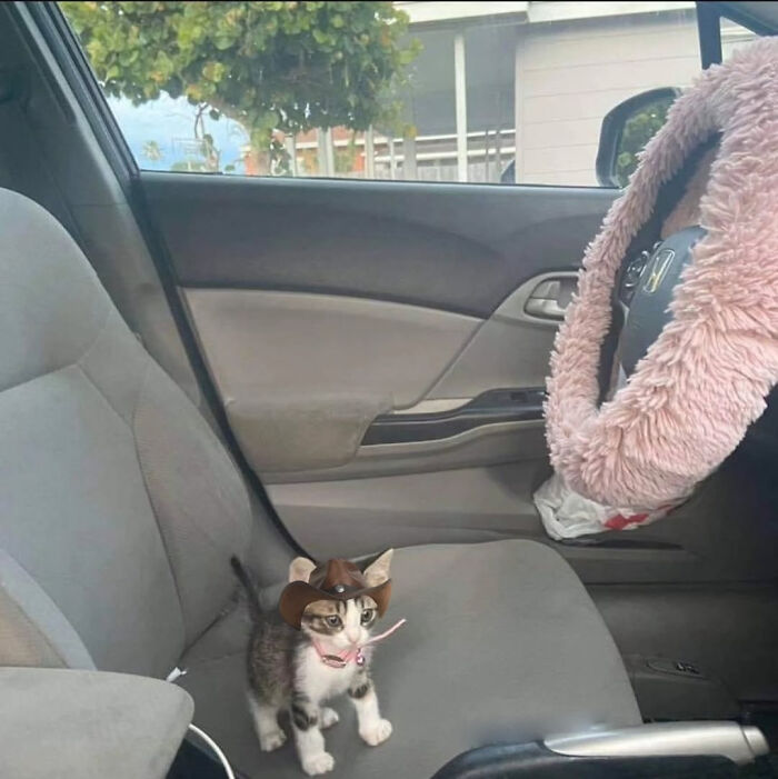 139 Adorable And Wholesome Cat Pics And Stories