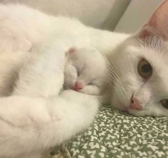 139 Adorable And Wholesome Cat Pics And Stories