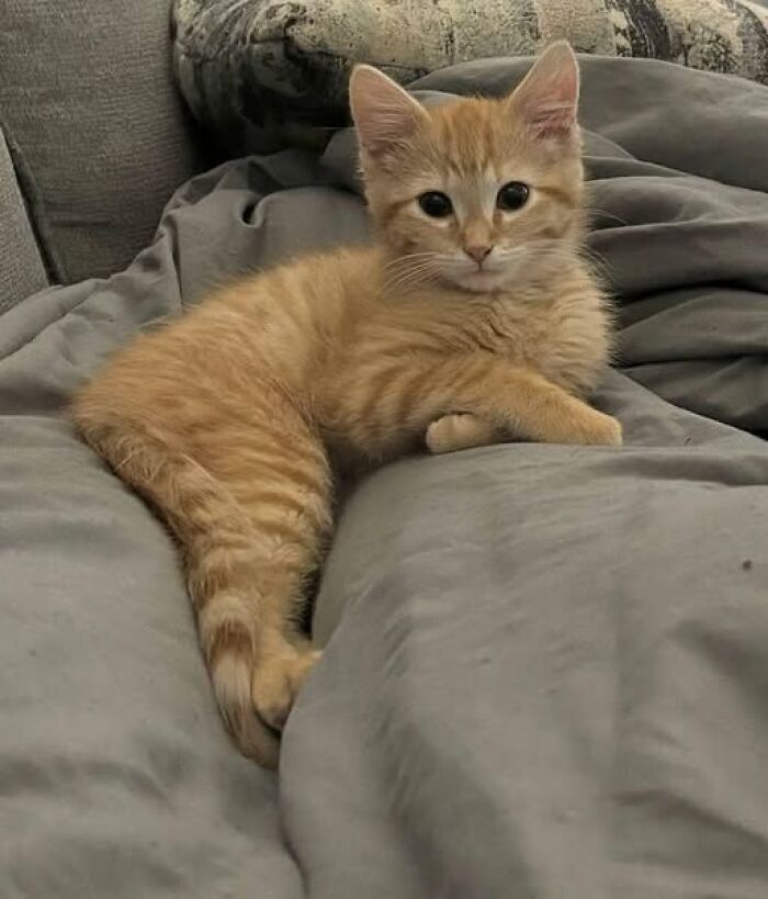 139 Adorable And Wholesome Cat Pics And Stories