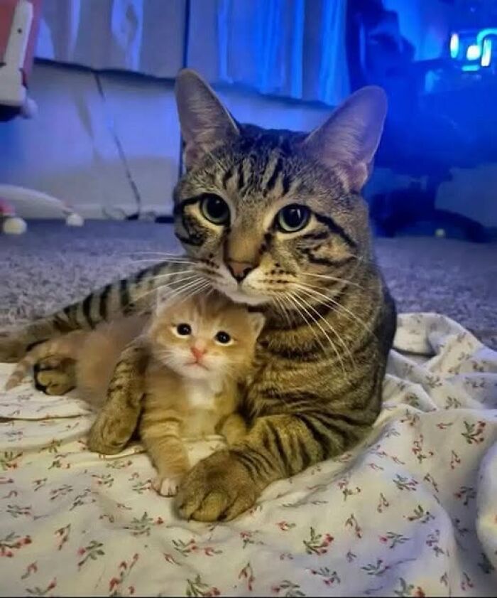 139 Adorable And Wholesome Cat Pics And Stories