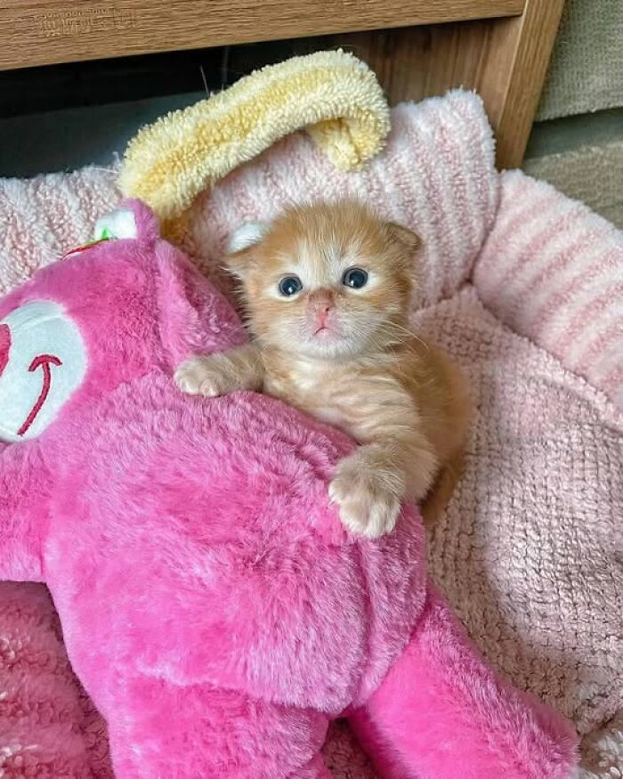 139 Adorable And Wholesome Cat Pics And Stories