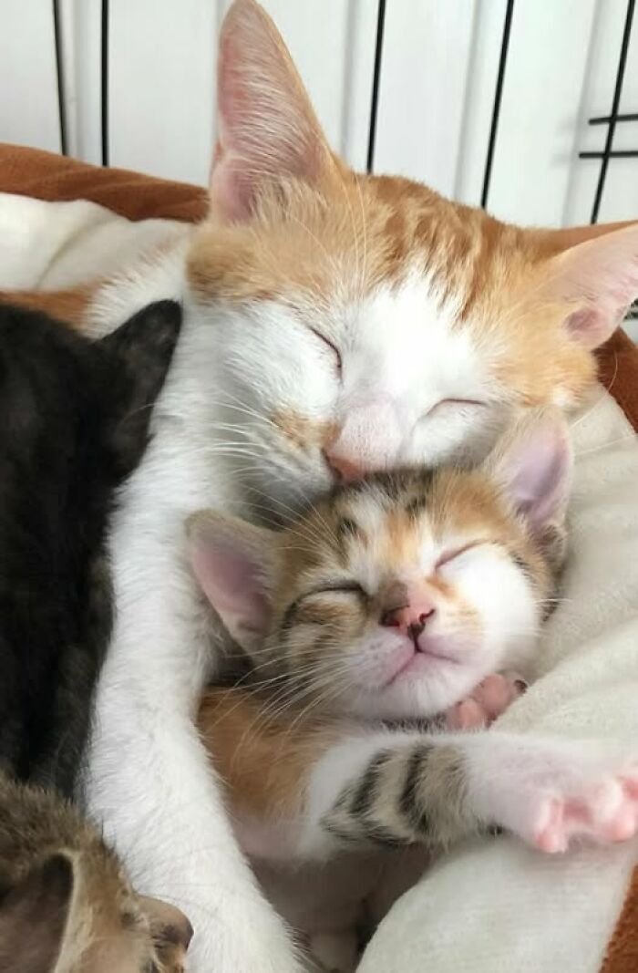 139 Adorable And Wholesome Cat Pics And Stories