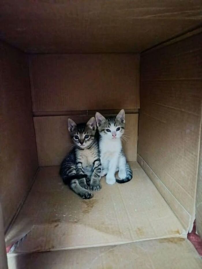 139 Adorable And Wholesome Cat Pics And Stories