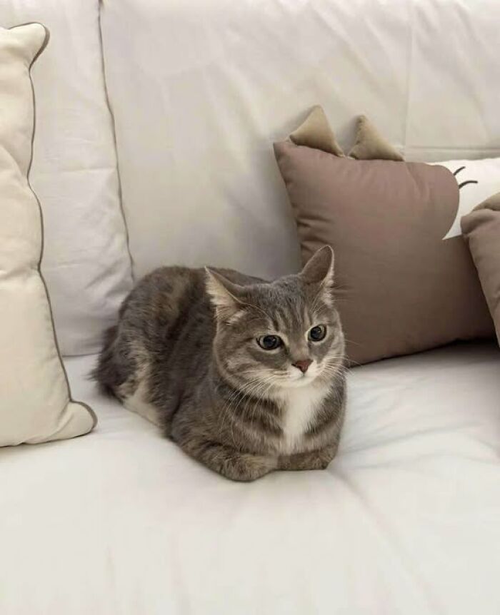 139 Adorable And Wholesome Cat Pics And Stories