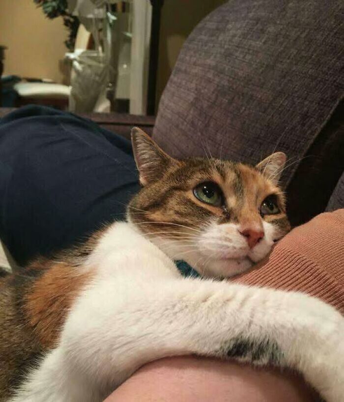 139 Adorable And Wholesome Cat Pics And Stories