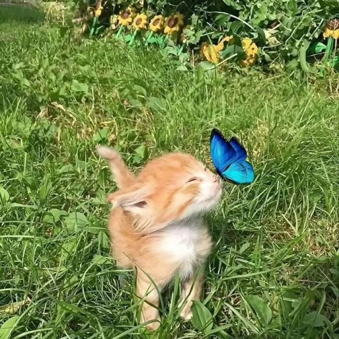 139 Adorable And Wholesome Cat Pics And Stories