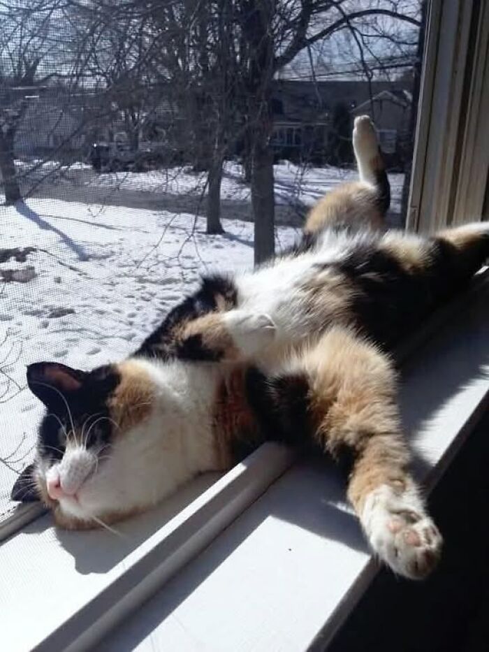 139 Adorable And Wholesome Cat Pics And Stories