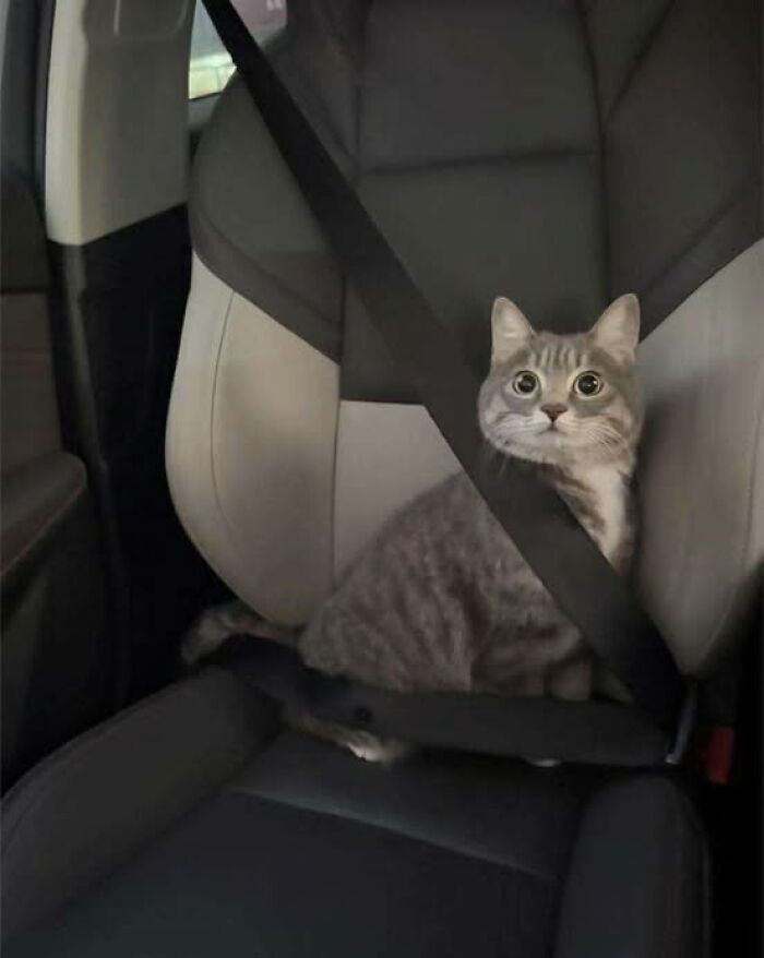 139 Adorable And Wholesome Cat Pics And Stories