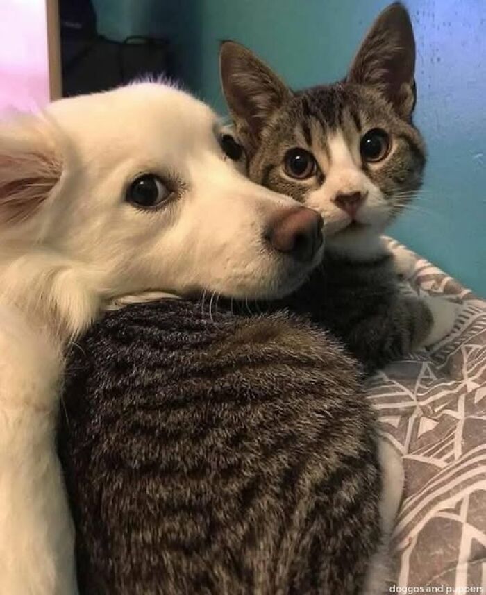 139 Adorable And Wholesome Cat Pics And Stories