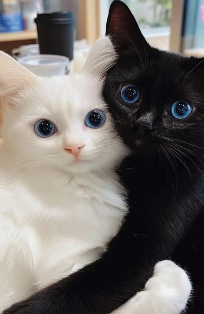 139 Adorable And Wholesome Cat Pics And Stories