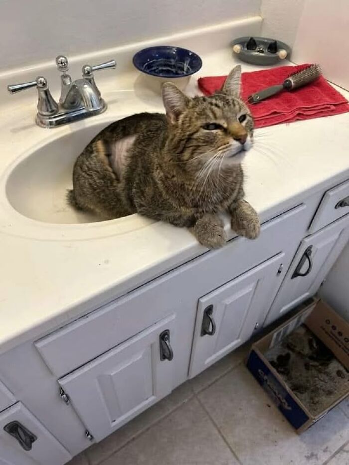 139 Adorable And Wholesome Cat Pics And Stories