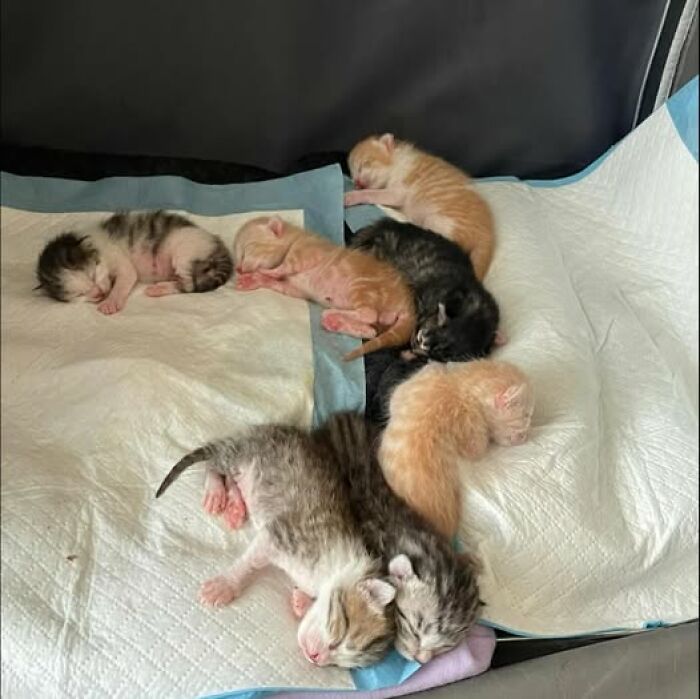 139 Adorable And Wholesome Cat Pics And Stories