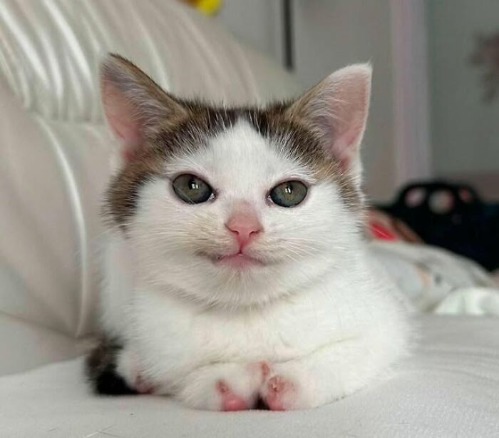 139 Adorable And Wholesome Cat Pics And Stories