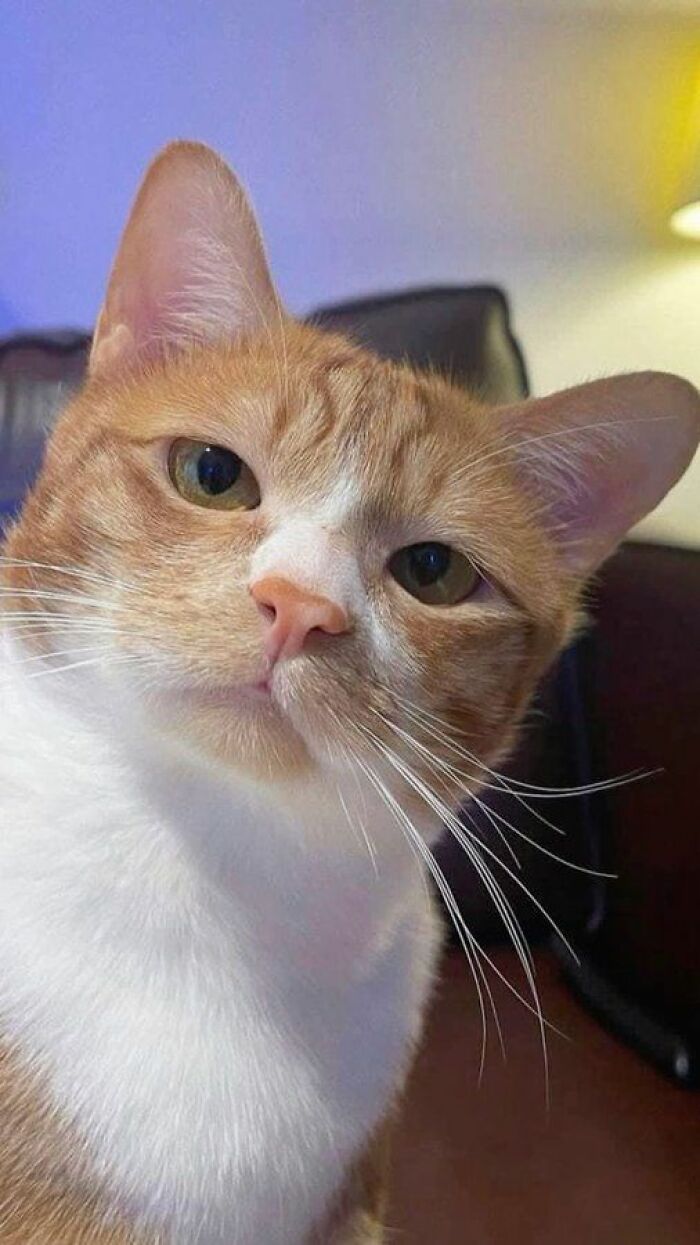 139 Adorable And Wholesome Cat Pics And Stories