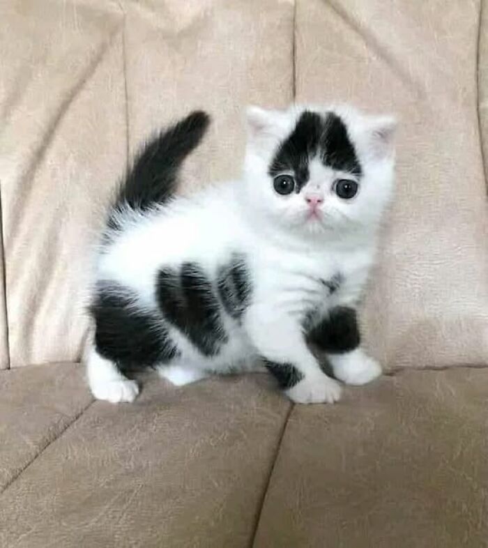 139 Adorable And Wholesome Cat Pics And Stories