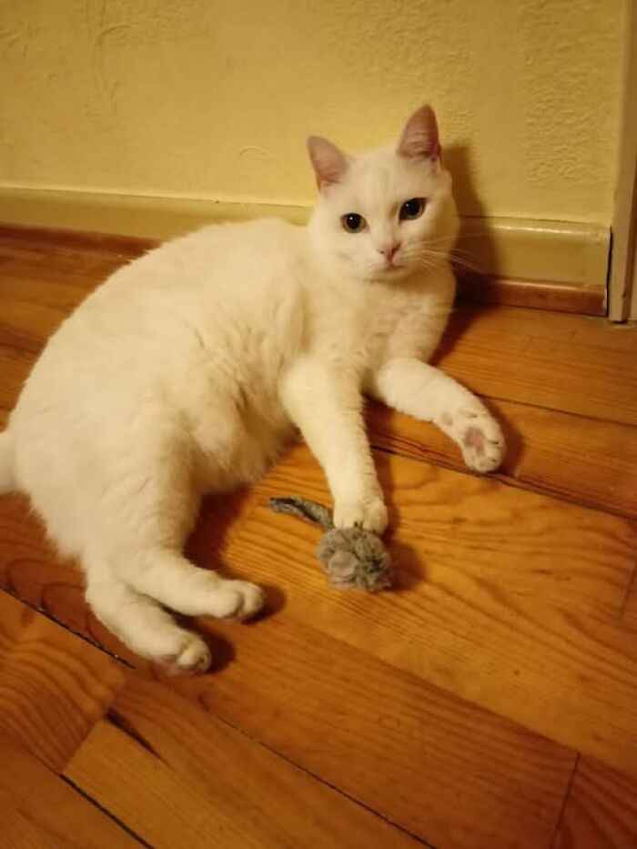 139 Adorable And Wholesome Cat Pics And Stories