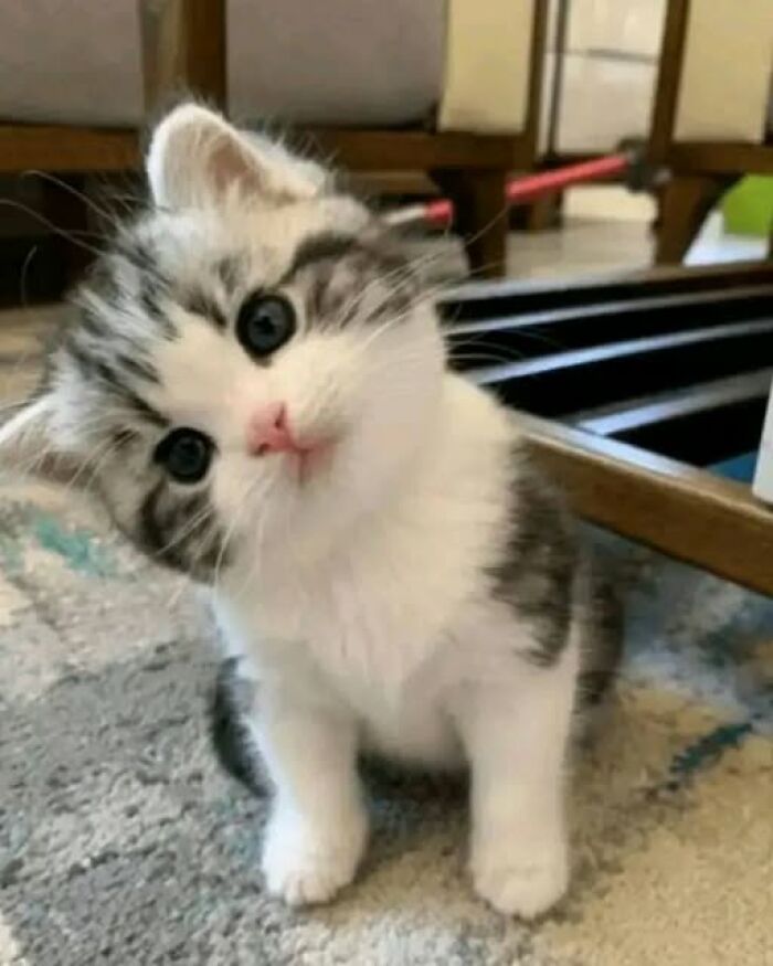 139 Adorable And Wholesome Cat Pics And Stories