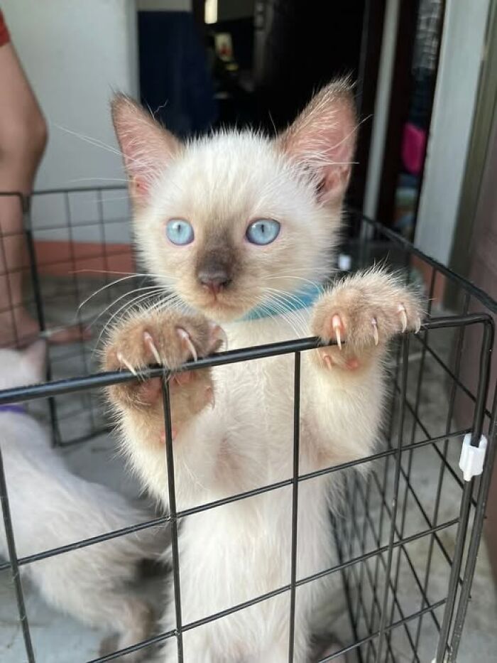 139 Adorable And Wholesome Cat Pics And Stories