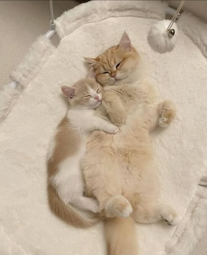 139 Adorable And Wholesome Cat Pics And Stories