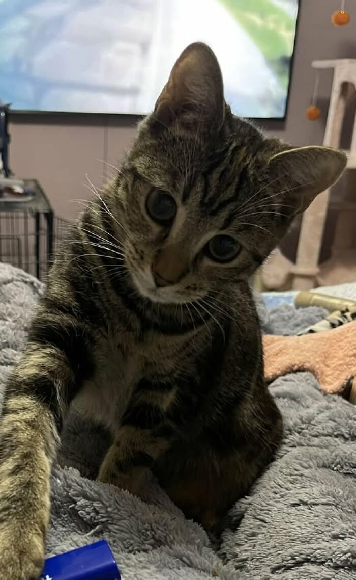 139 Adorable And Wholesome Cat Pics And Stories