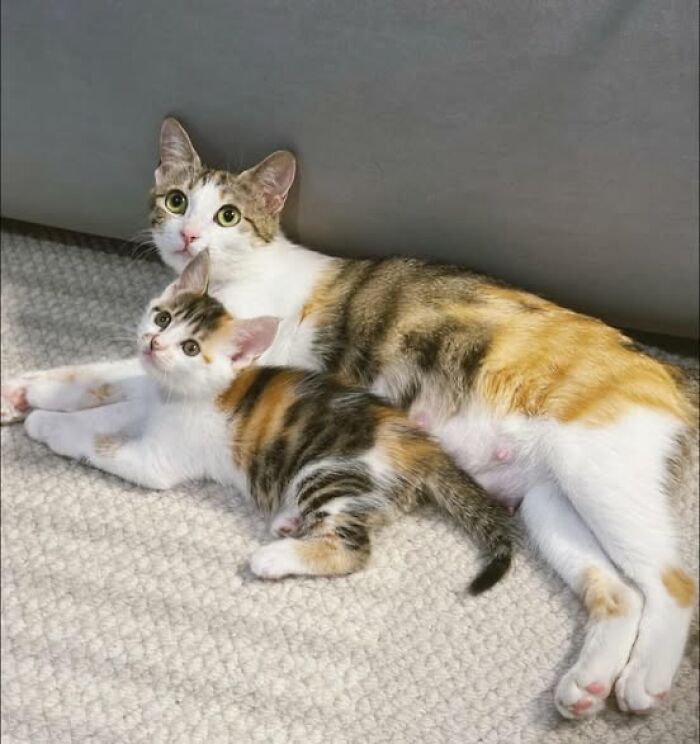 139 Adorable And Wholesome Cat Pics And Stories