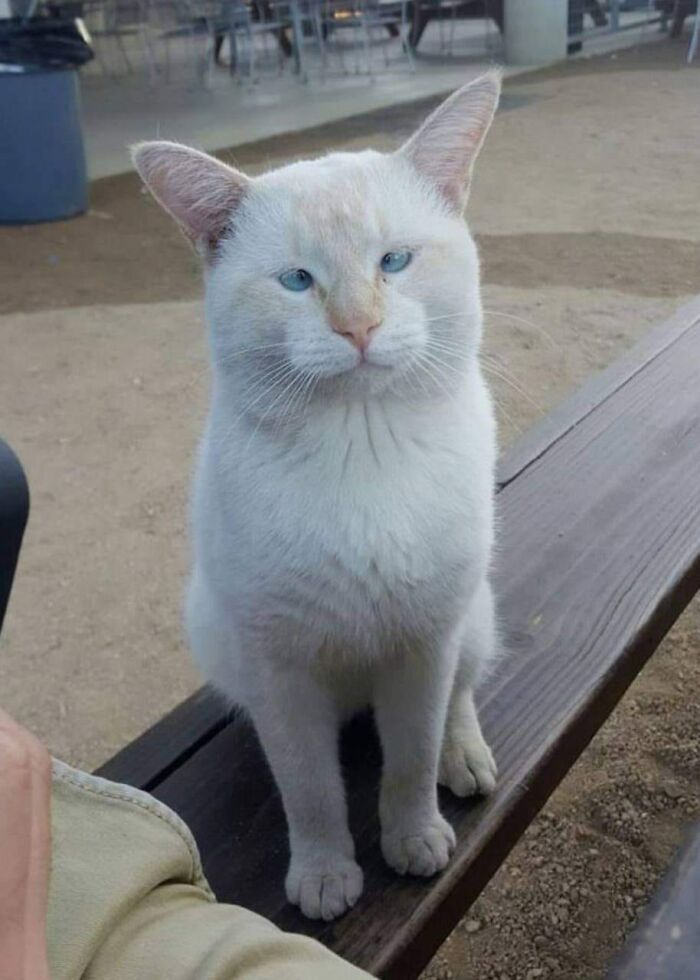 139 Adorable And Wholesome Cat Pics And Stories