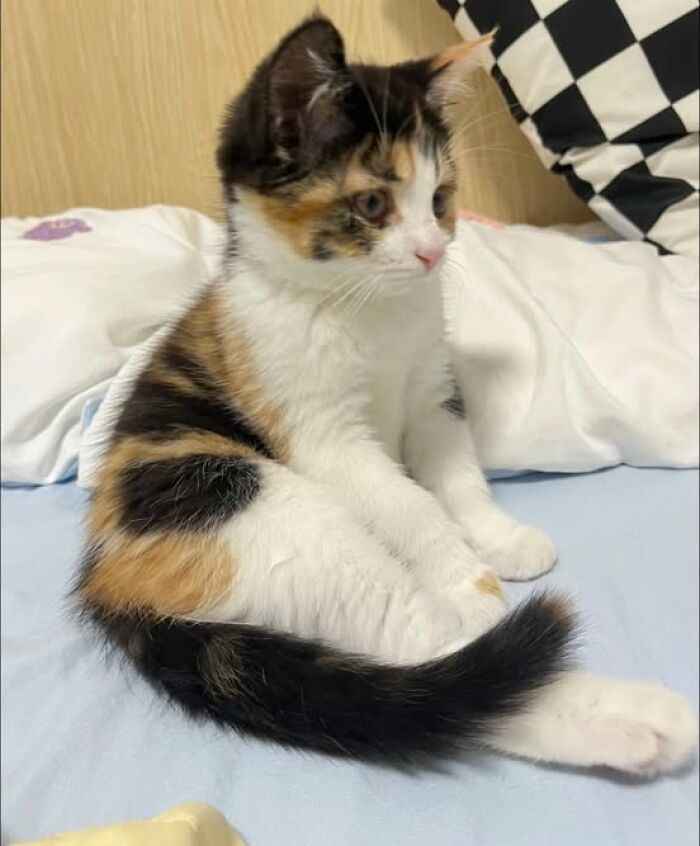 139 Adorable And Wholesome Cat Pics And Stories