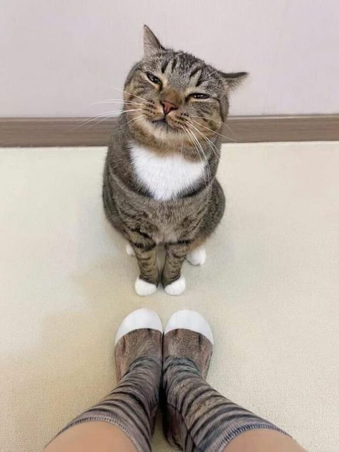 139 Adorable And Wholesome Cat Pics And Stories