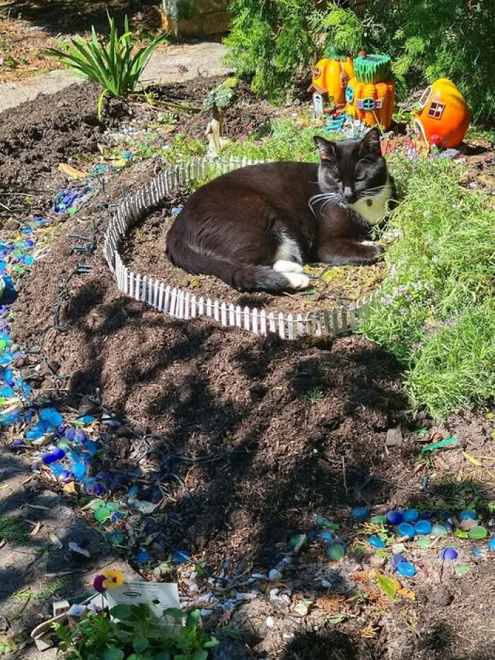 139 Adorable And Wholesome Cat Pics And Stories