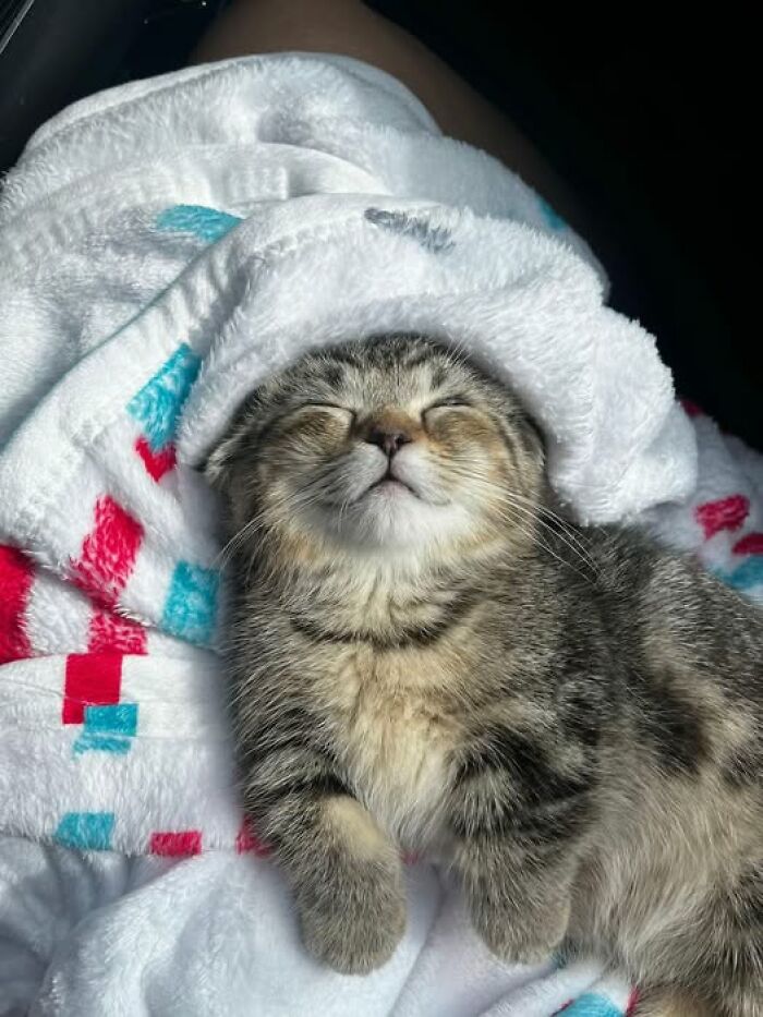 139 Adorable And Wholesome Cat Pics And Stories