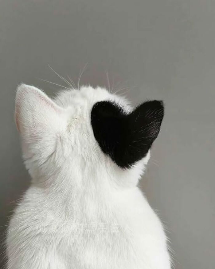139 Adorable And Wholesome Cat Pics And Stories