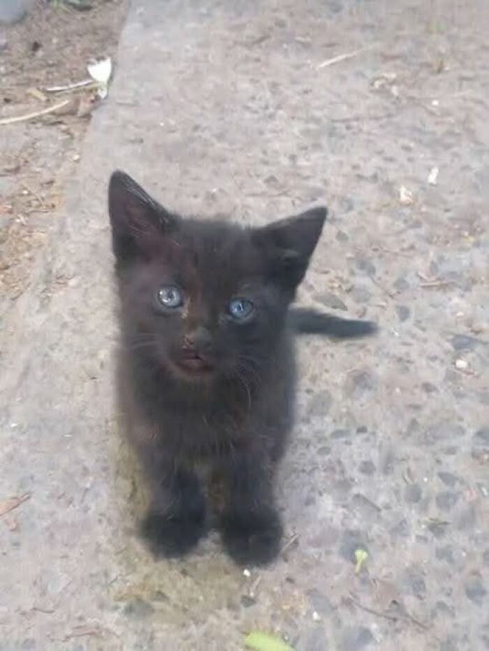 139 Adorable And Wholesome Cat Pics And Stories