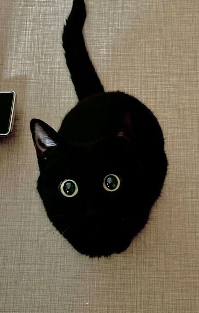 139 Adorable And Wholesome Cat Pics And Stories