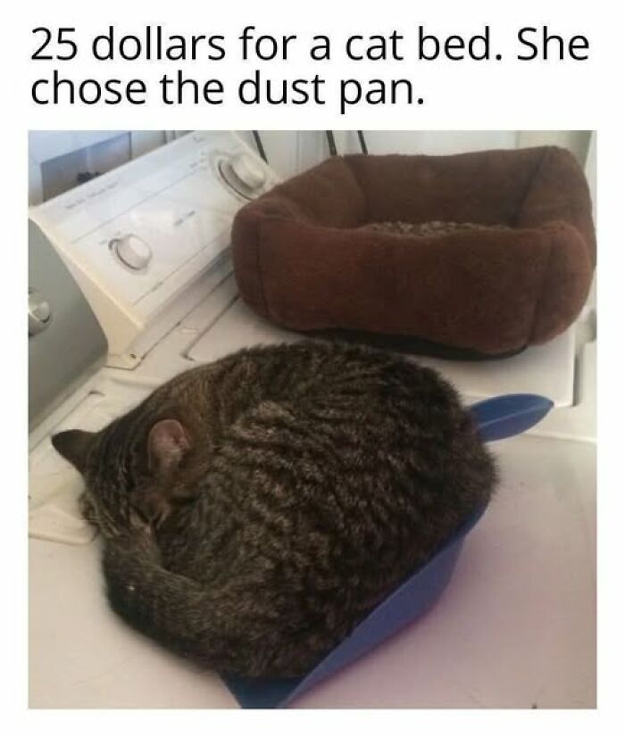 139 Adorable And Wholesome Cat Pics And Stories