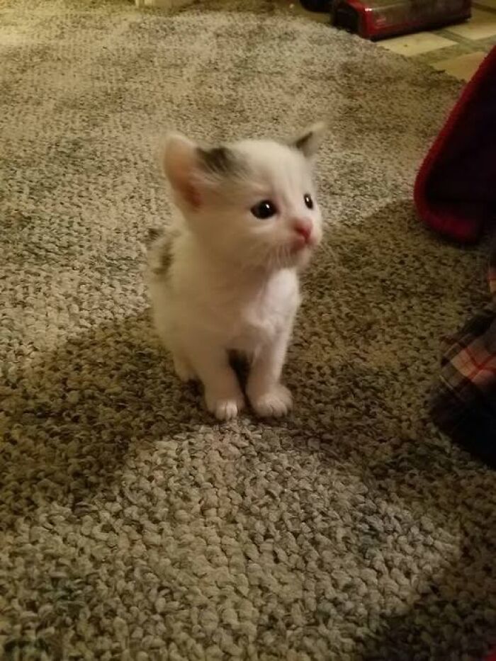 139 Adorable And Wholesome Cat Pics And Stories