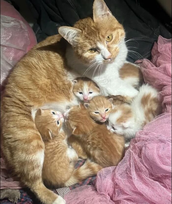 139 Adorable And Wholesome Cat Pics And Stories