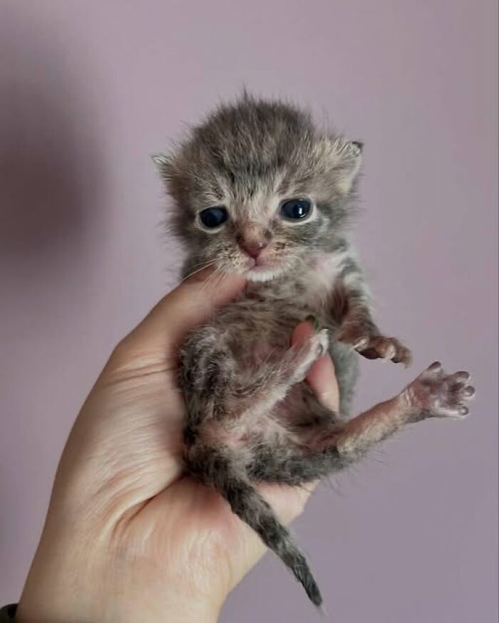 139 Adorable And Wholesome Cat Pics And Stories