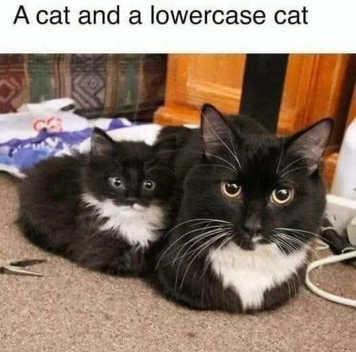 139 Adorable And Wholesome Cat Pics And Stories