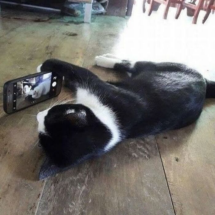 139 Adorable And Wholesome Cat Pics And Stories