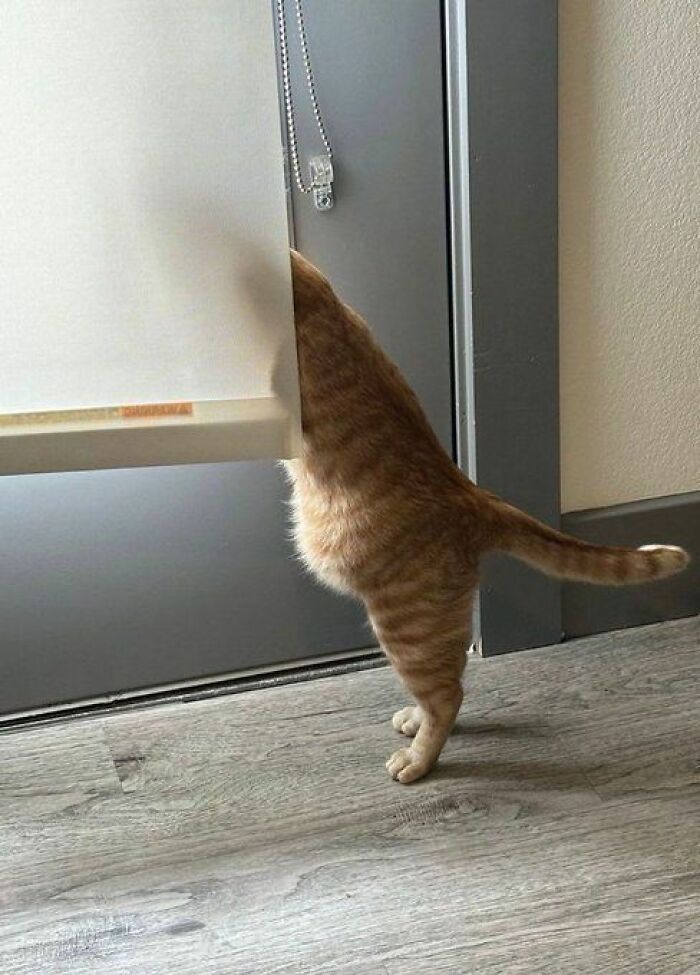 139 Adorable And Wholesome Cat Pics And Stories