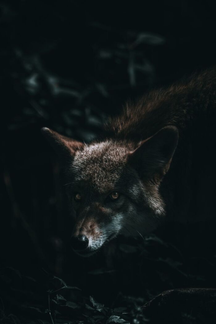 111 People Share The Creepiest Things They Encounter While Alone In The Woods
