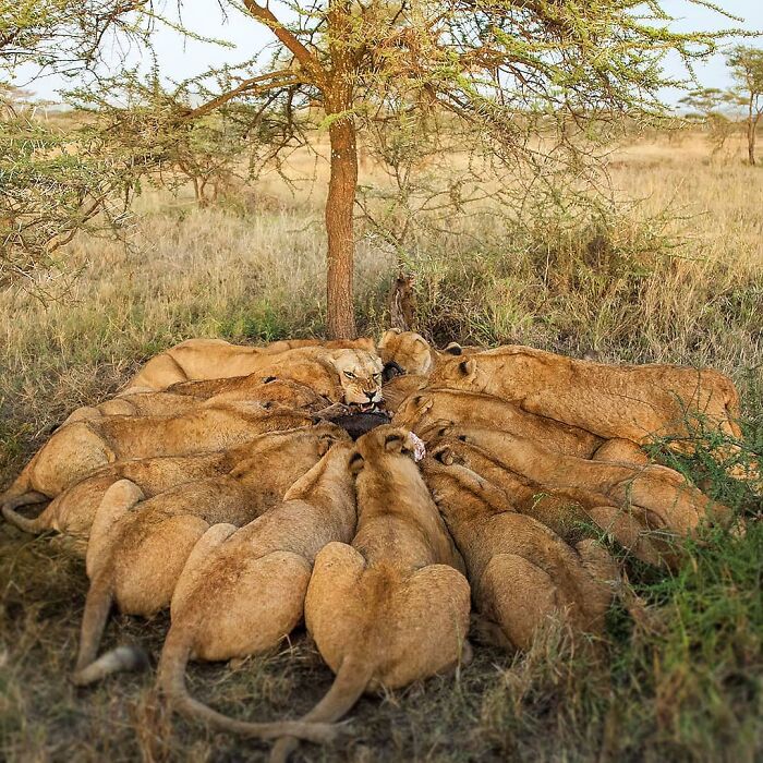 40 Mesmerizing Wildlife Photos From Around The Globe By Daniel Rosengren