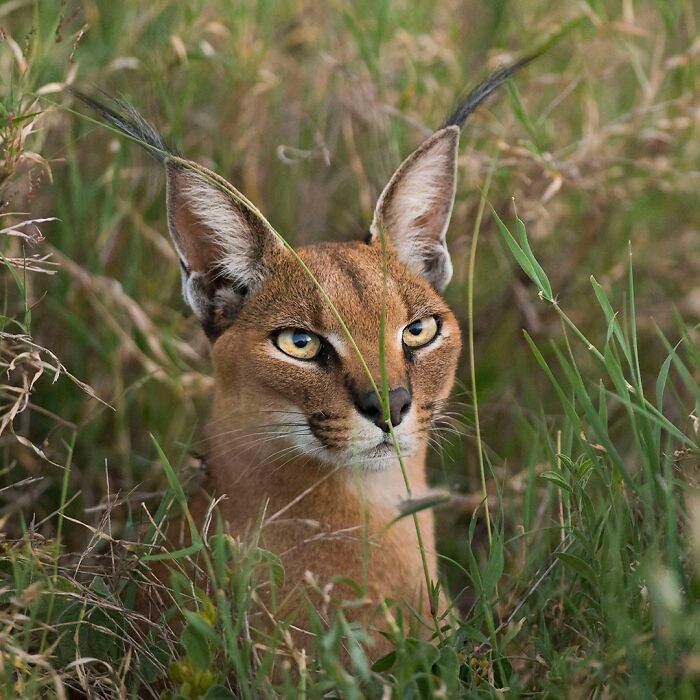 40 Mesmerizing Wildlife Photos From Around The Globe By Daniel Rosengren