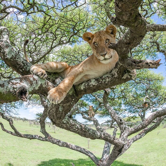 40 Mesmerizing Wildlife Photos From Around The Globe By Daniel Rosengren